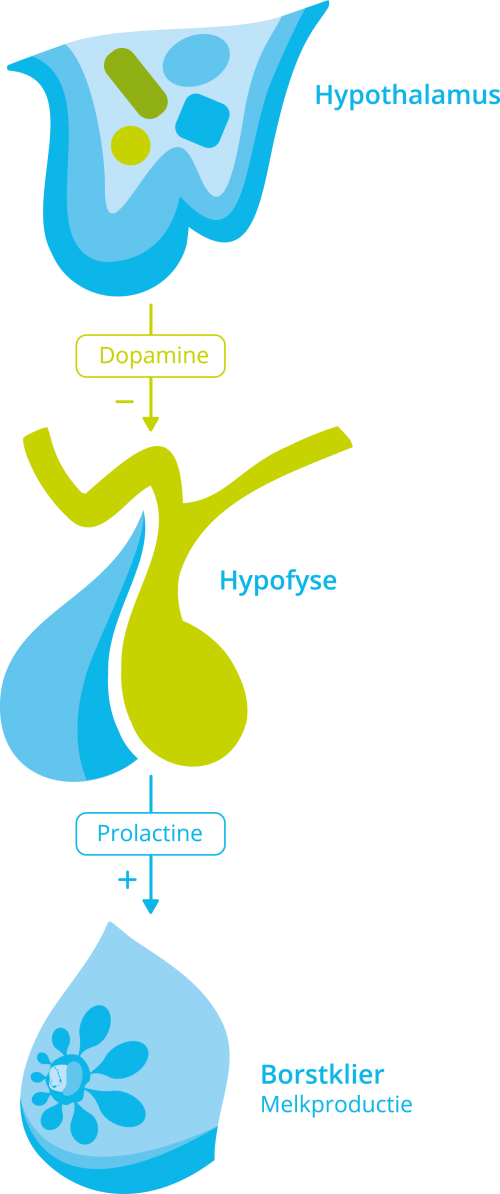 Hormoonas prolactine